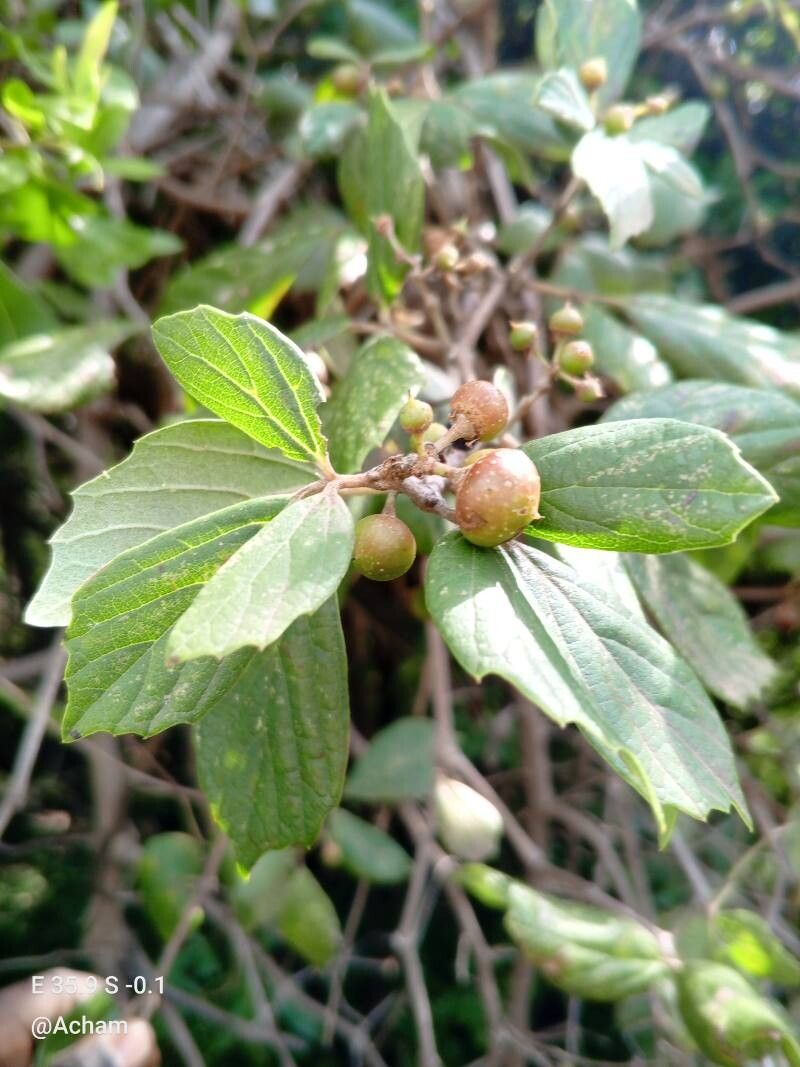 Rhoicissus tridentata fruit
