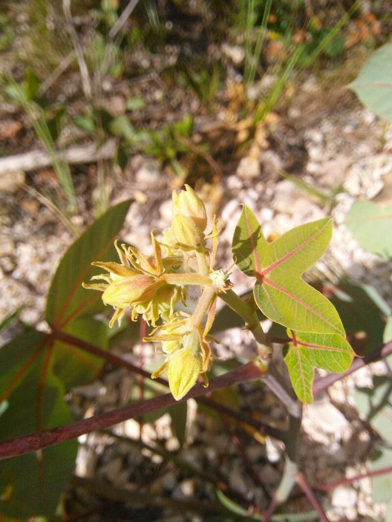 Manihot violacea — houseplant care guide