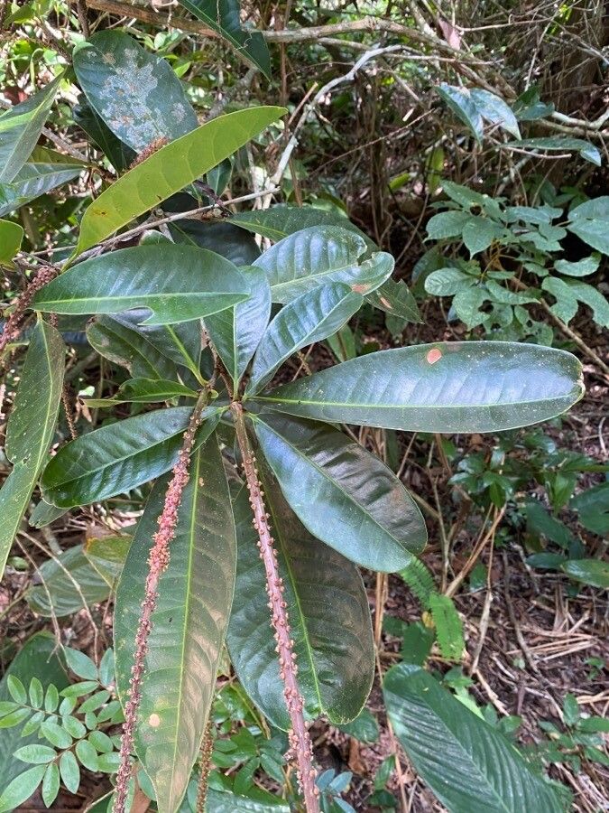 Pilocarpus spicatus leaf