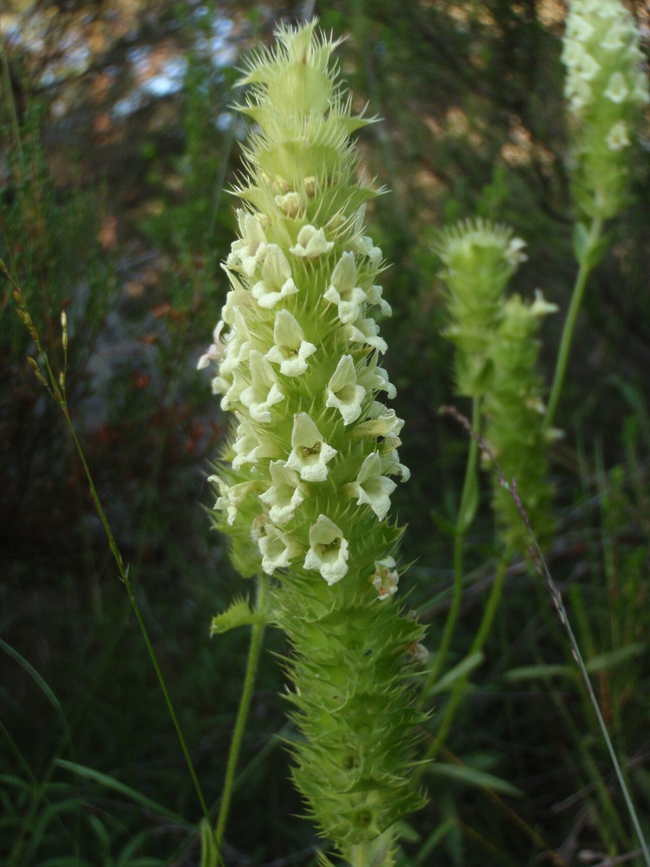 Sideritis lurida flower