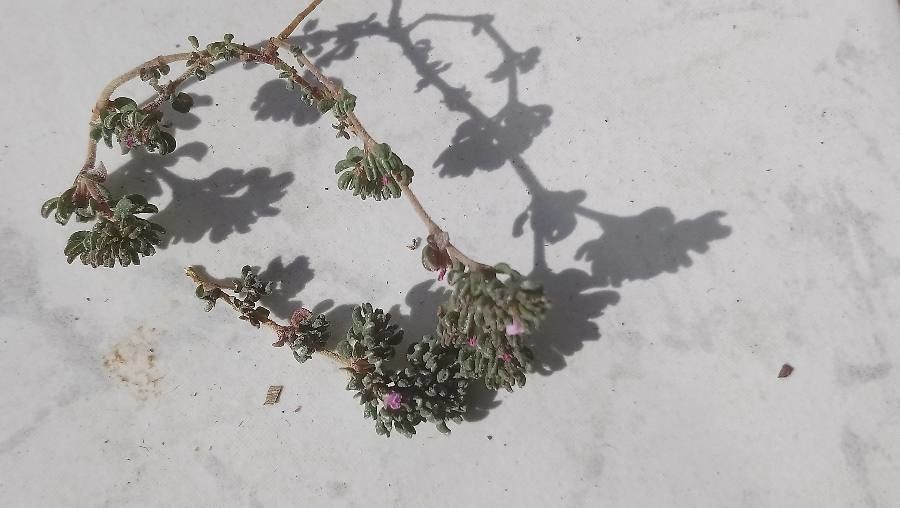 Frankenia pulverulenta habit