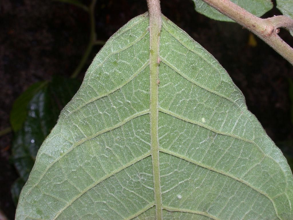 Dichapetalum rugosum leaf