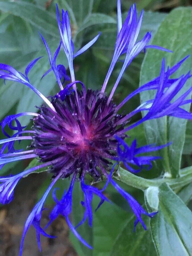 Centaurea montana bark