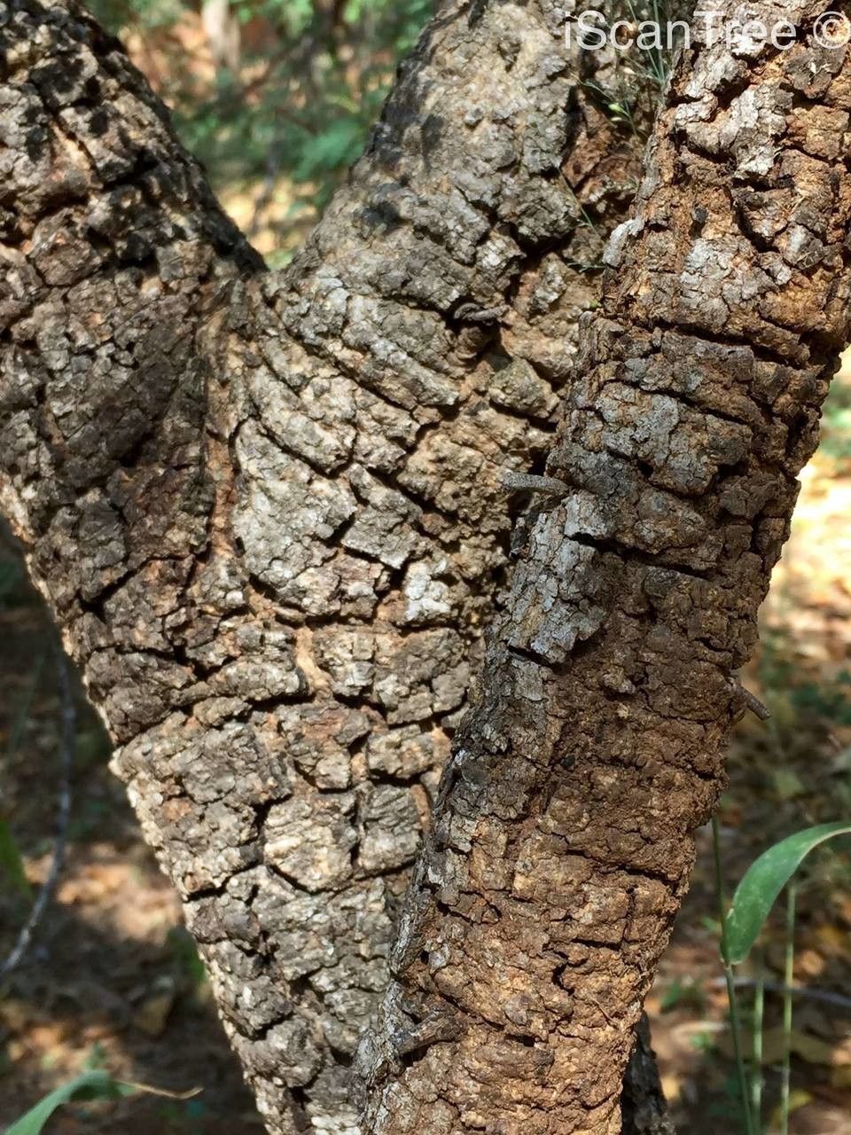 Vachellia permixta bark