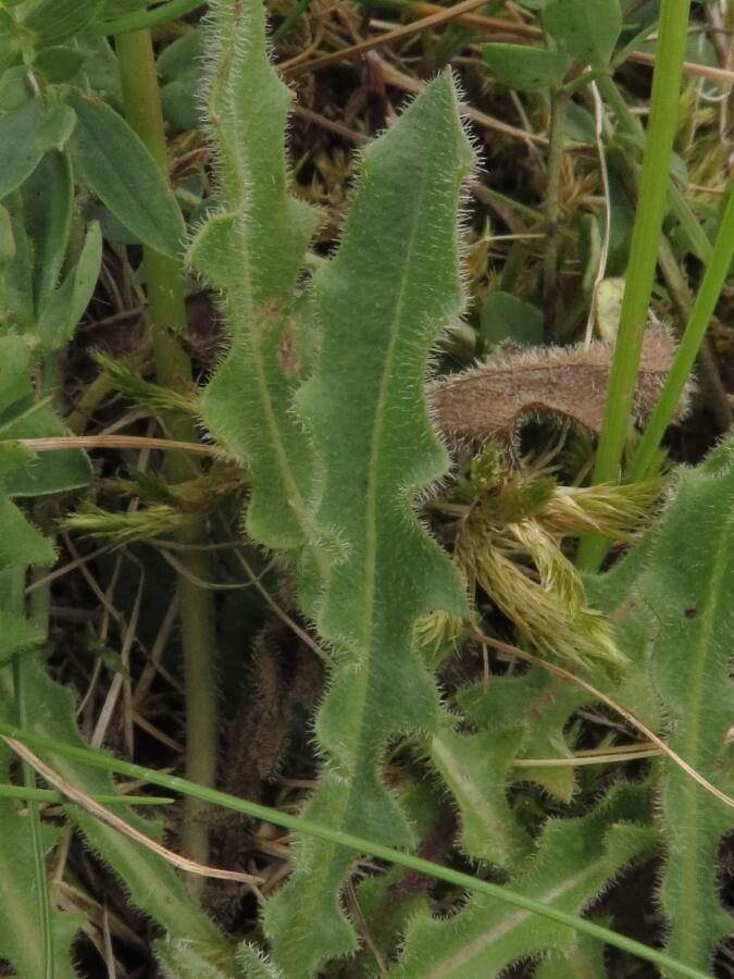 Leontodon hispidus leaf