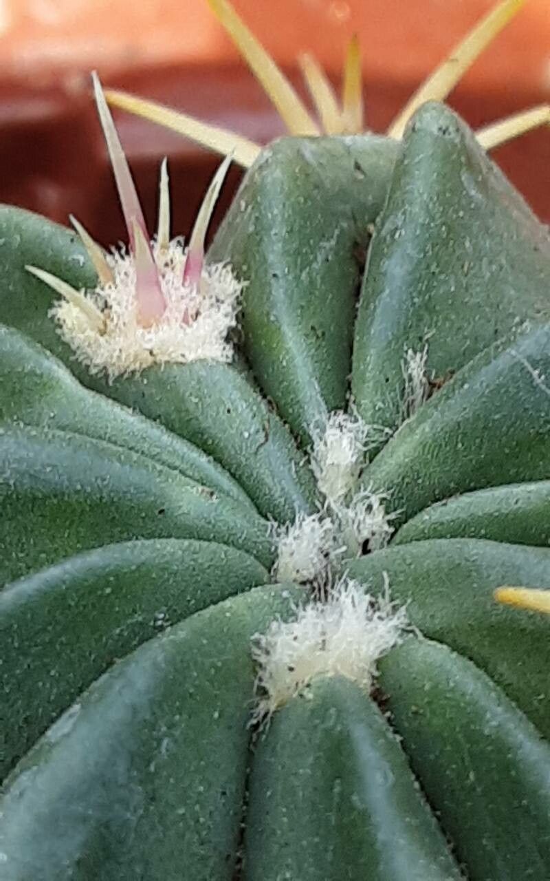 Ferocactus macrodiscus flower