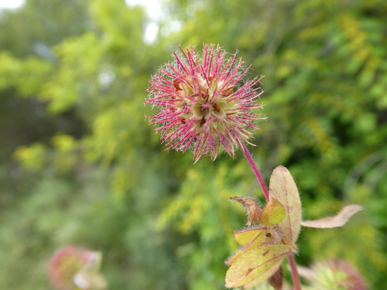 Trifolium lappaceum flower