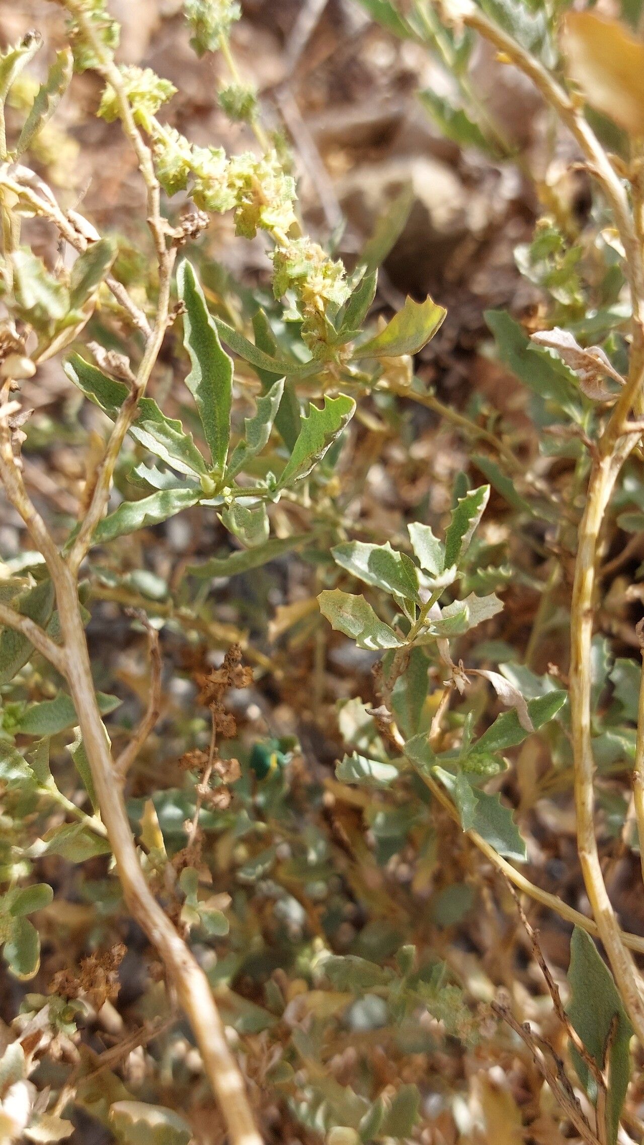 Atriplex semilunaris leaf