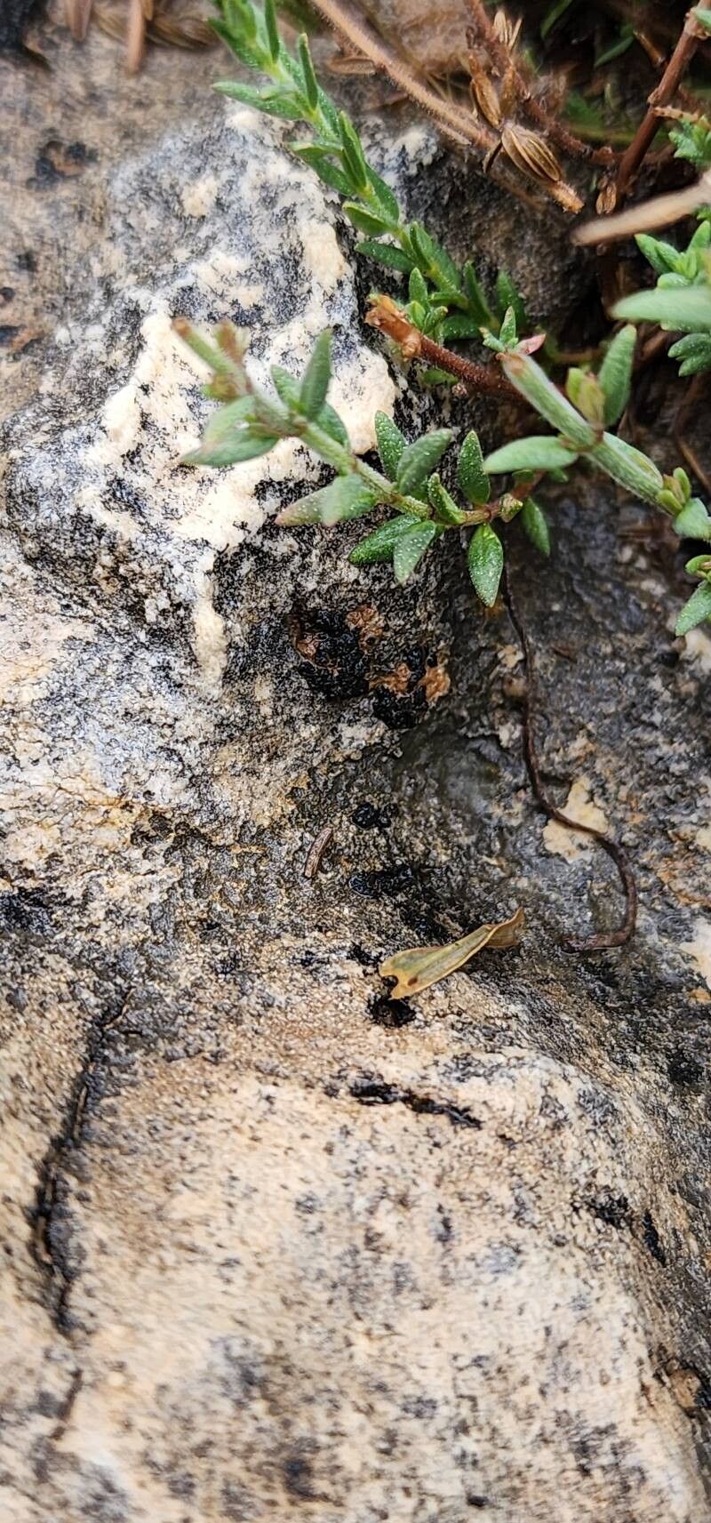 Micromeria persica — houseplant care guide