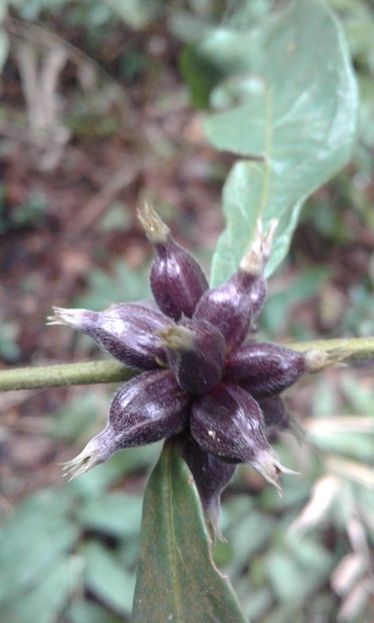Coffea humblotiana fruit