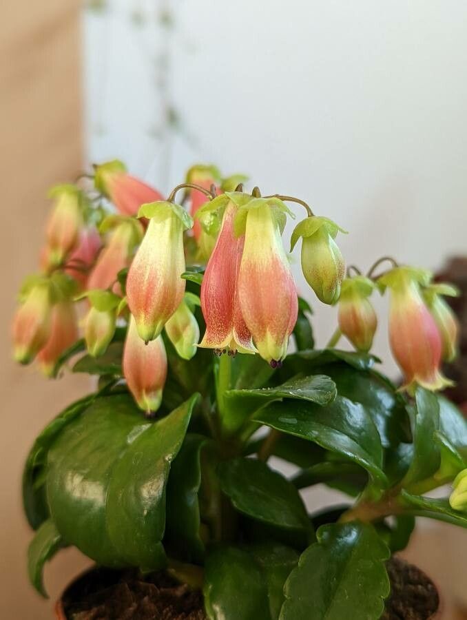 Kalanchoe miniata flower