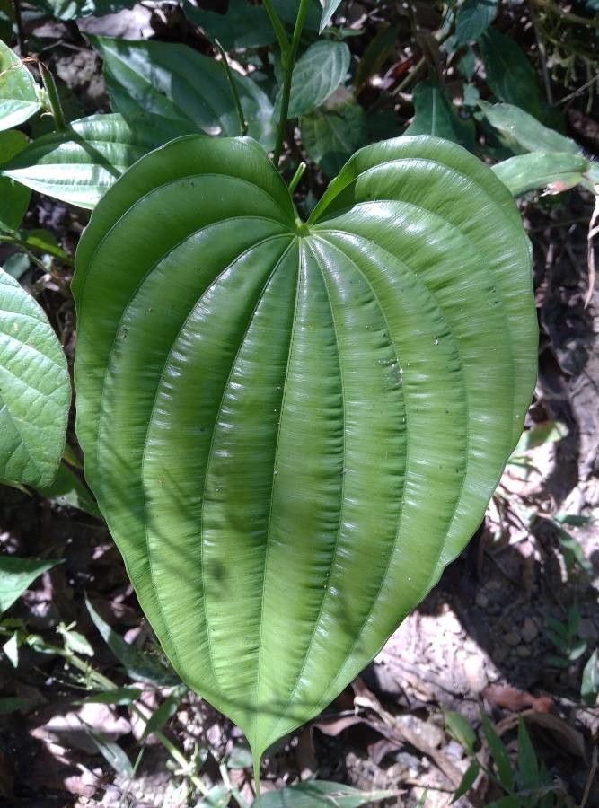 Dioscorea villosa — search result for 'Dioscorea'