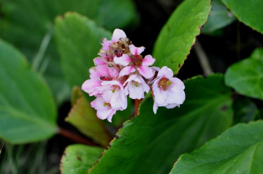 Bergenia stracheyi flower
