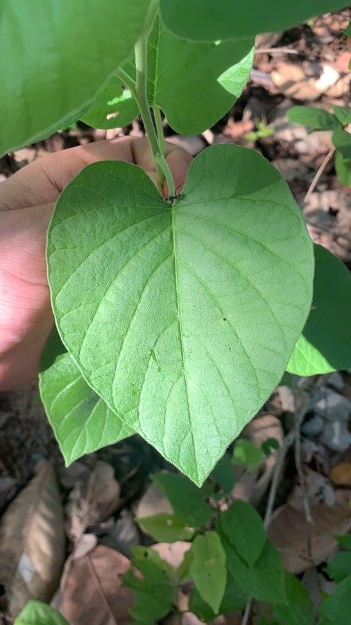 Cissampelos andromorpha — related species from the same genus