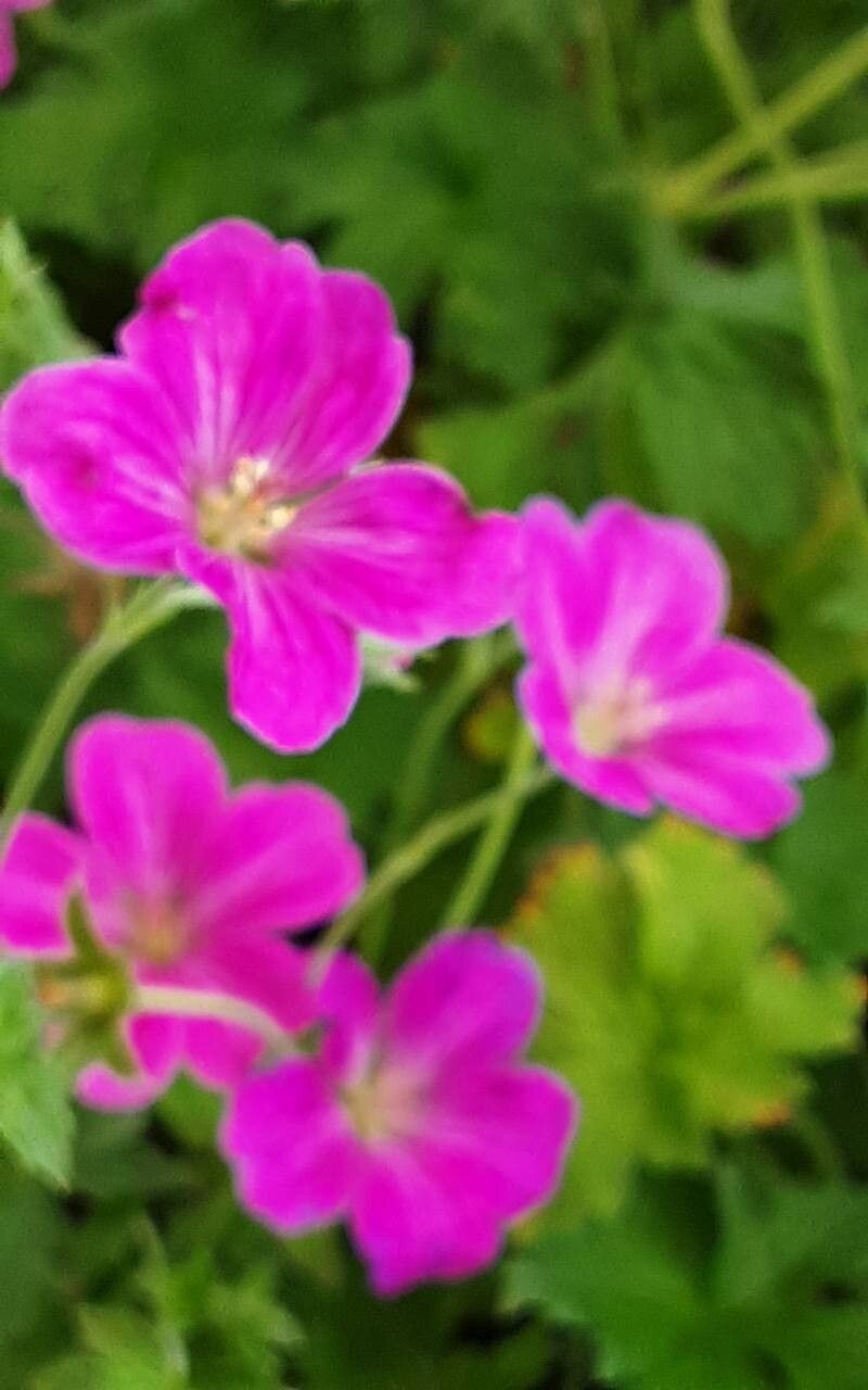 Geranium × riversleaianum flower