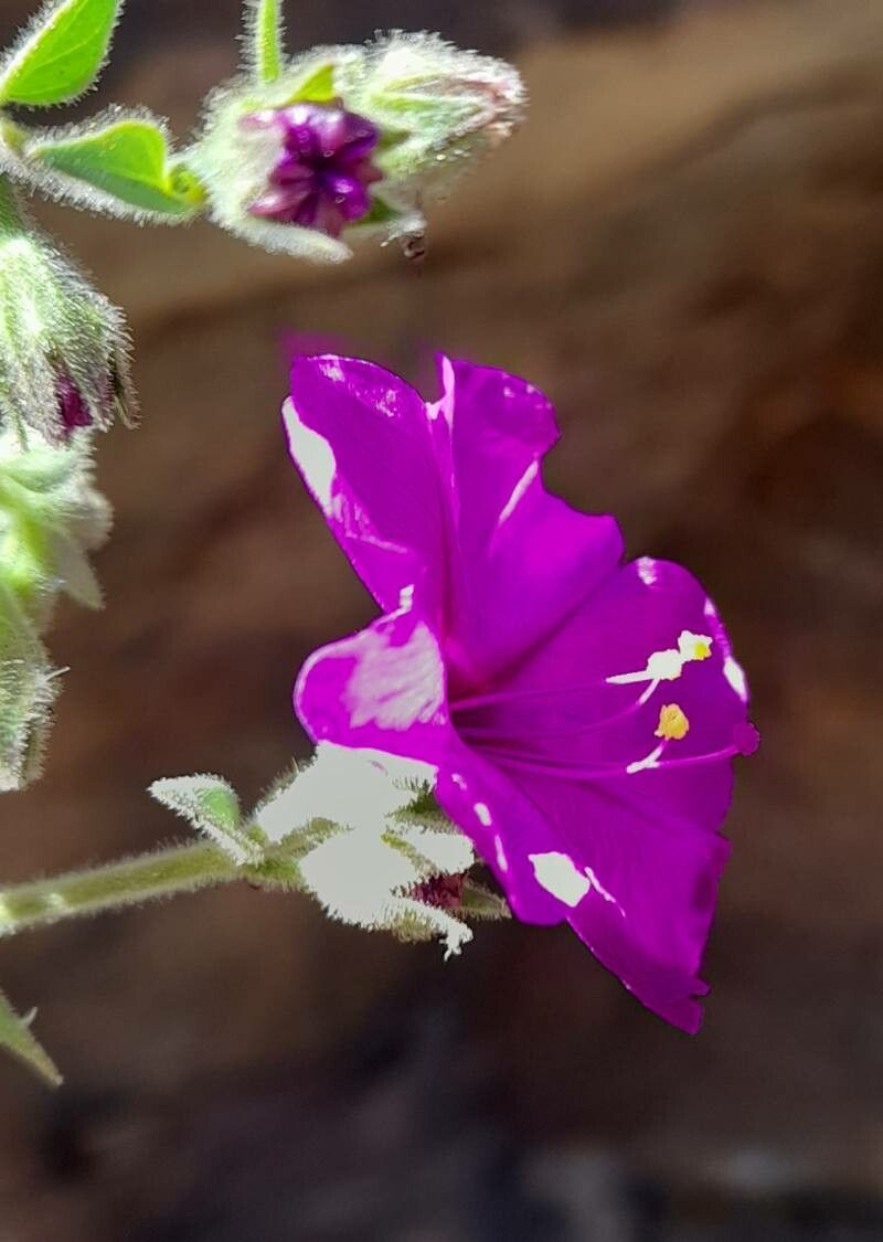 Mirabilis bracteosa flower