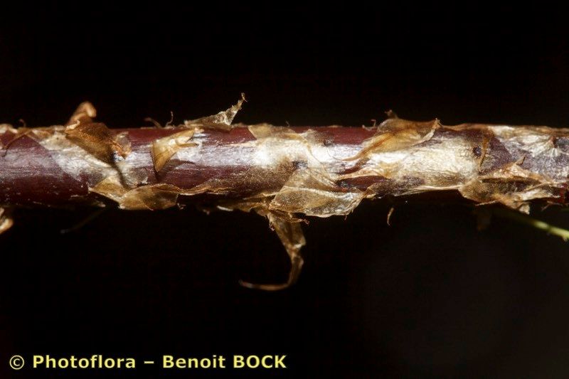 Dryopteris guanchica bark