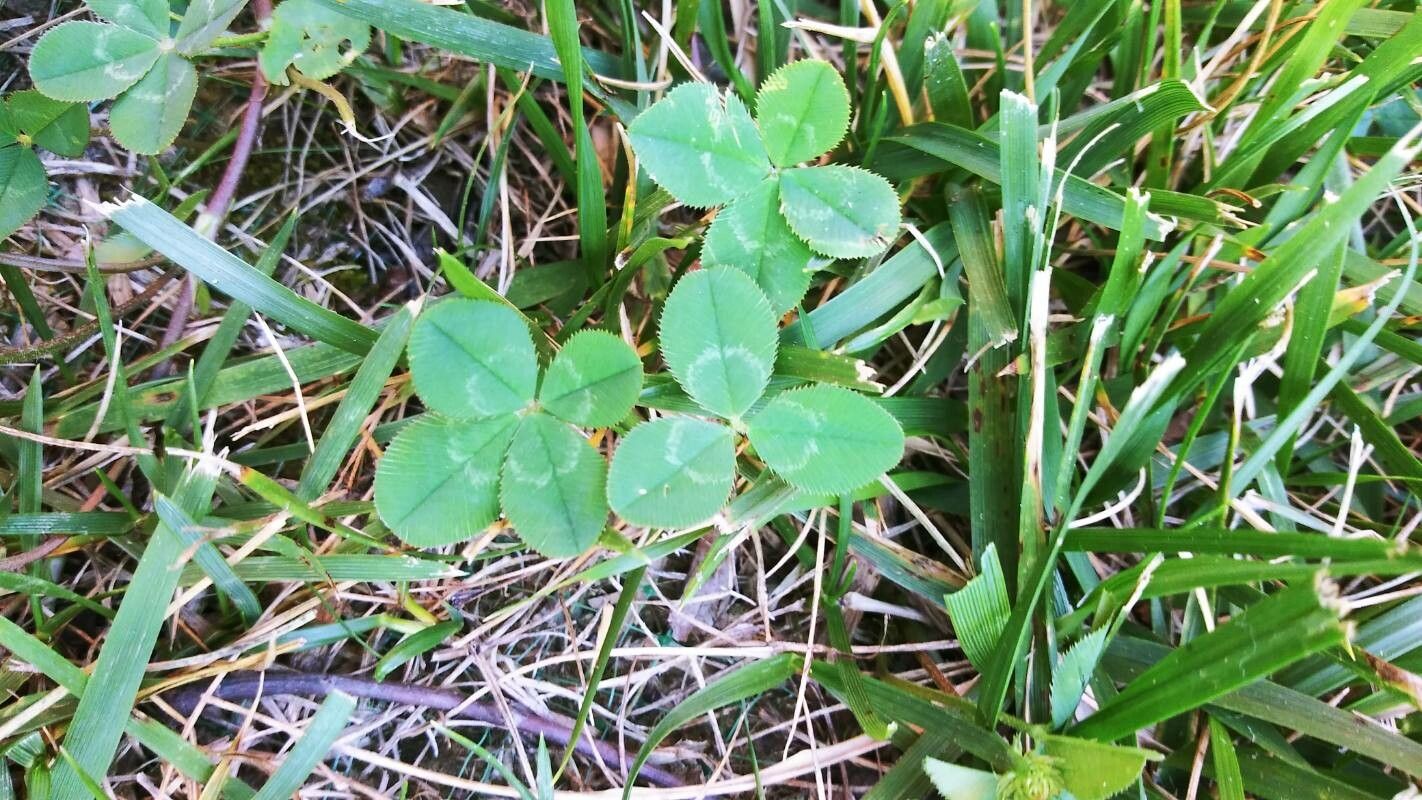 Trifolium fucatum leaf