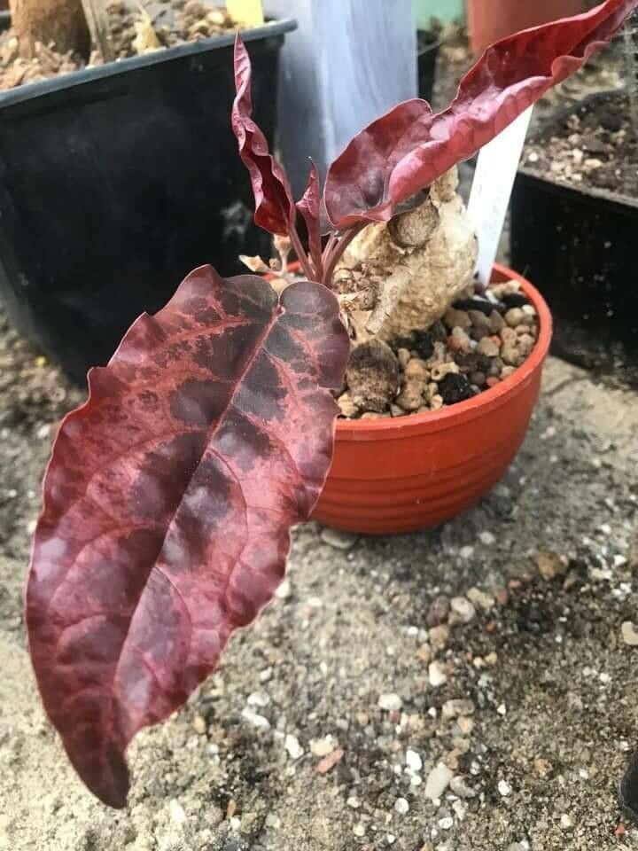 Euphorbia labatii — houseplant care guide