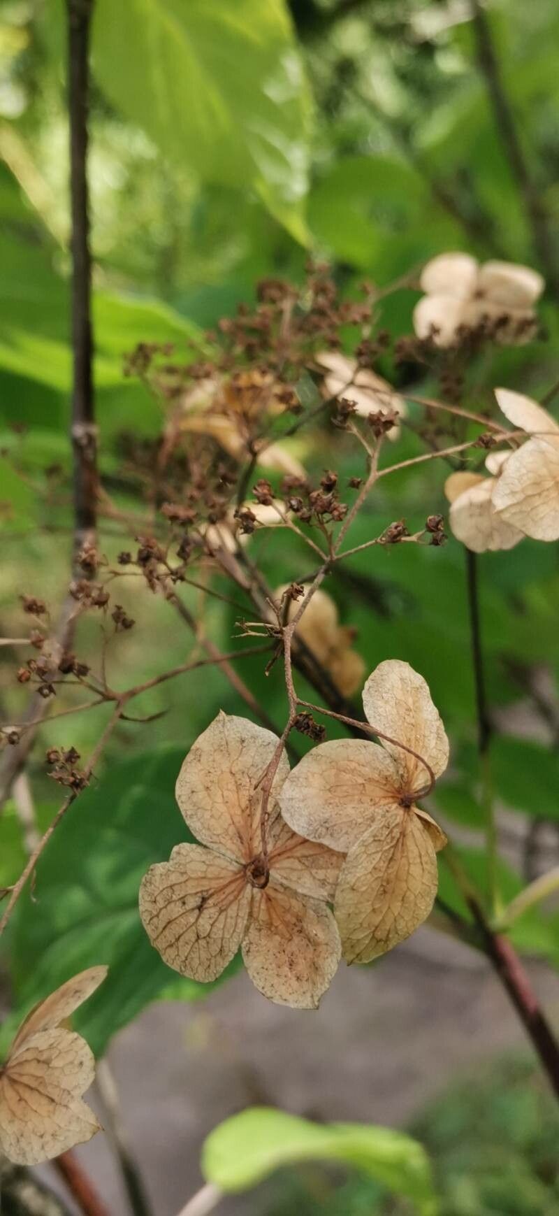Hydrangea xanthoneura flower