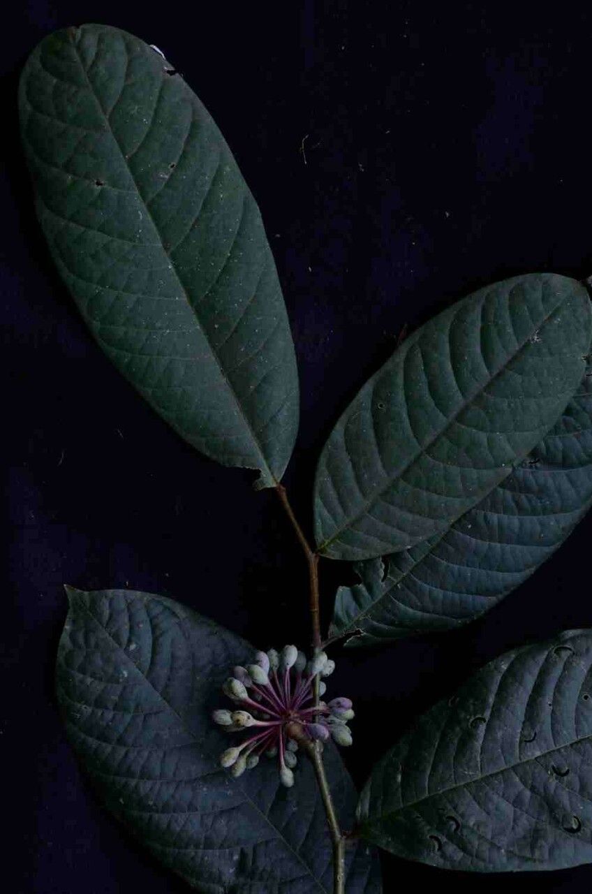 Guatteria ferruginea — search result for 'Suriname'