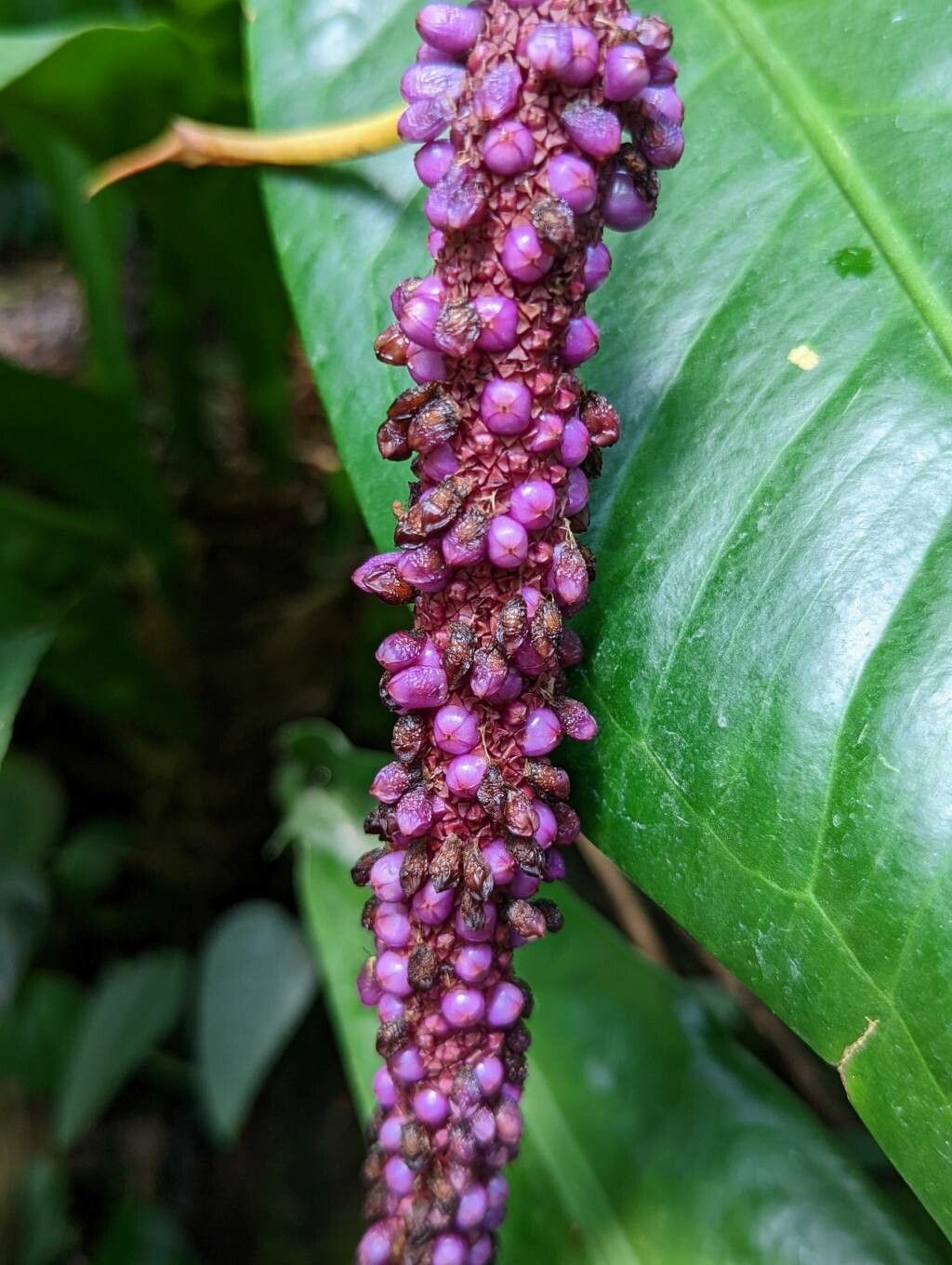 Anthurium lilacinum fruit
