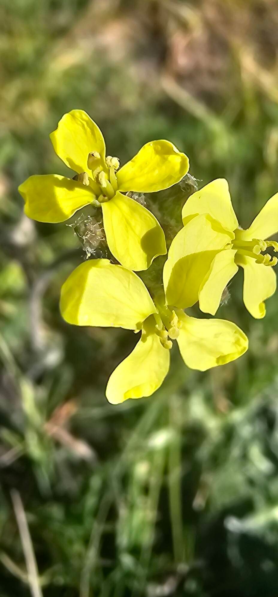 Biscutella frutescens flower