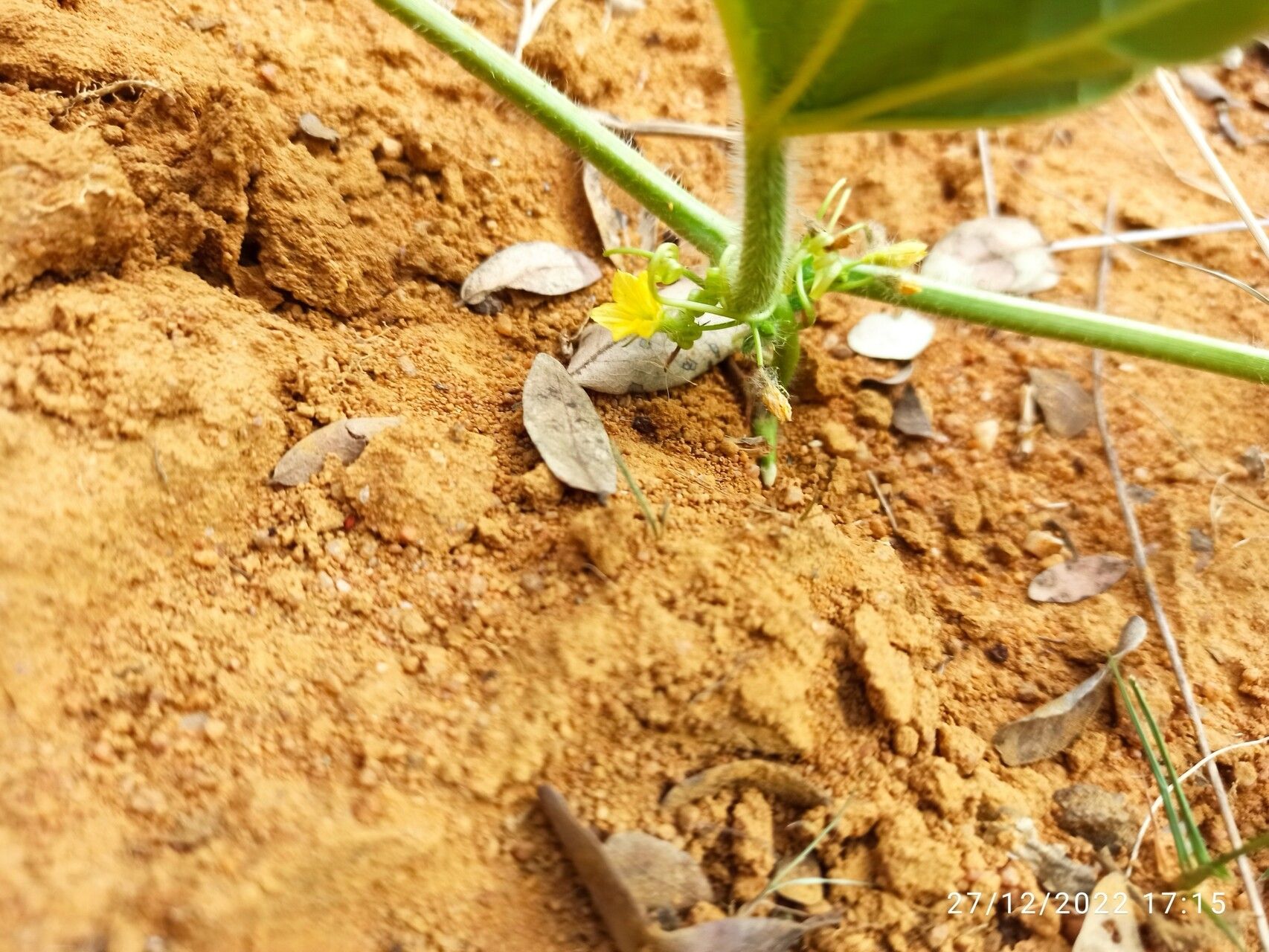 Cucumis humofructus habit