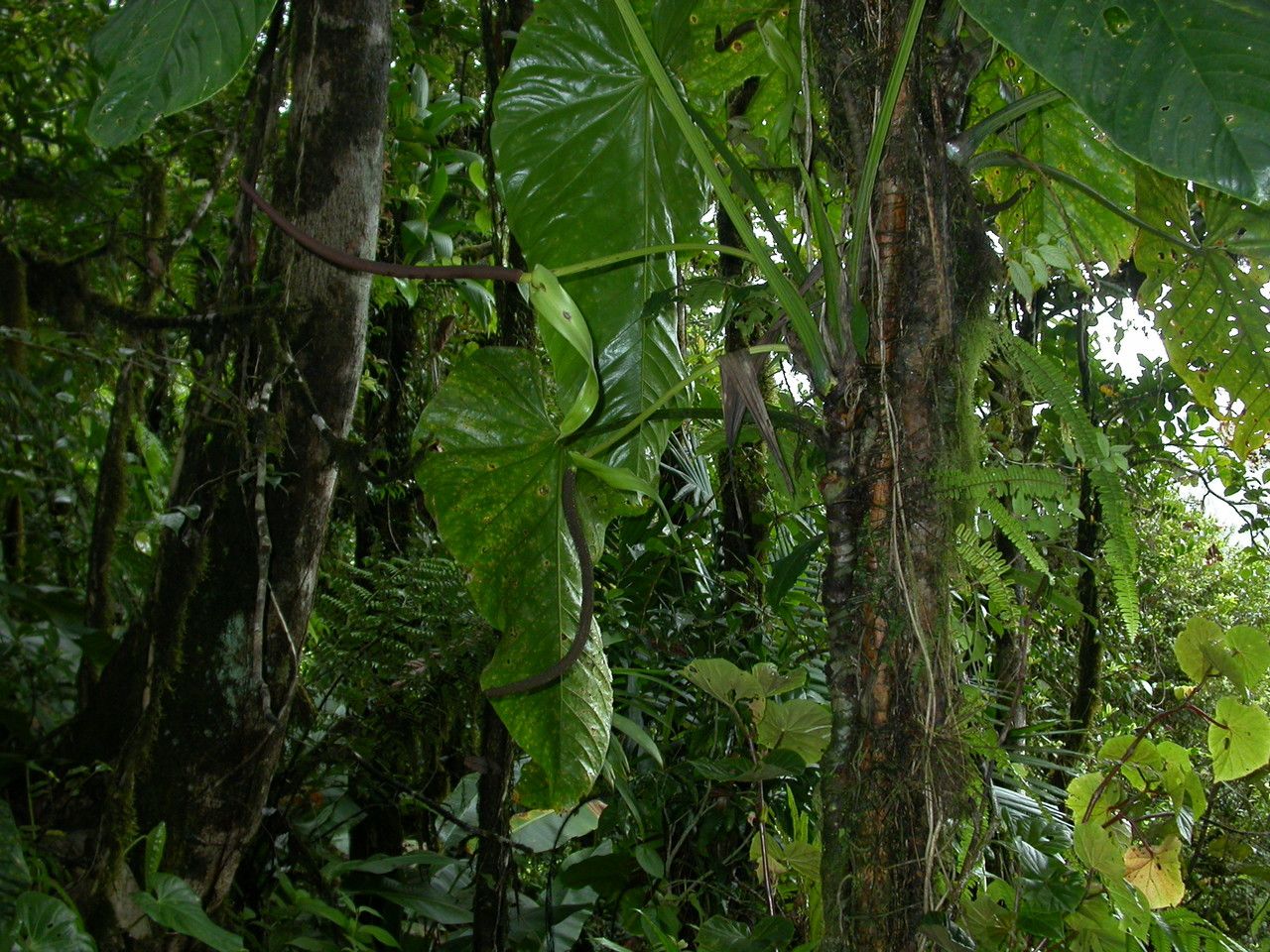 Anthurium grandifolium