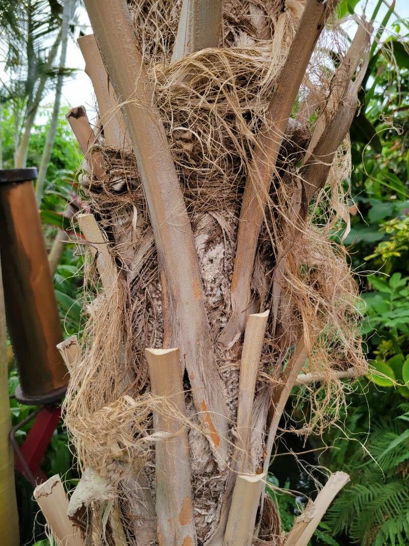 Thrinax radiata bark