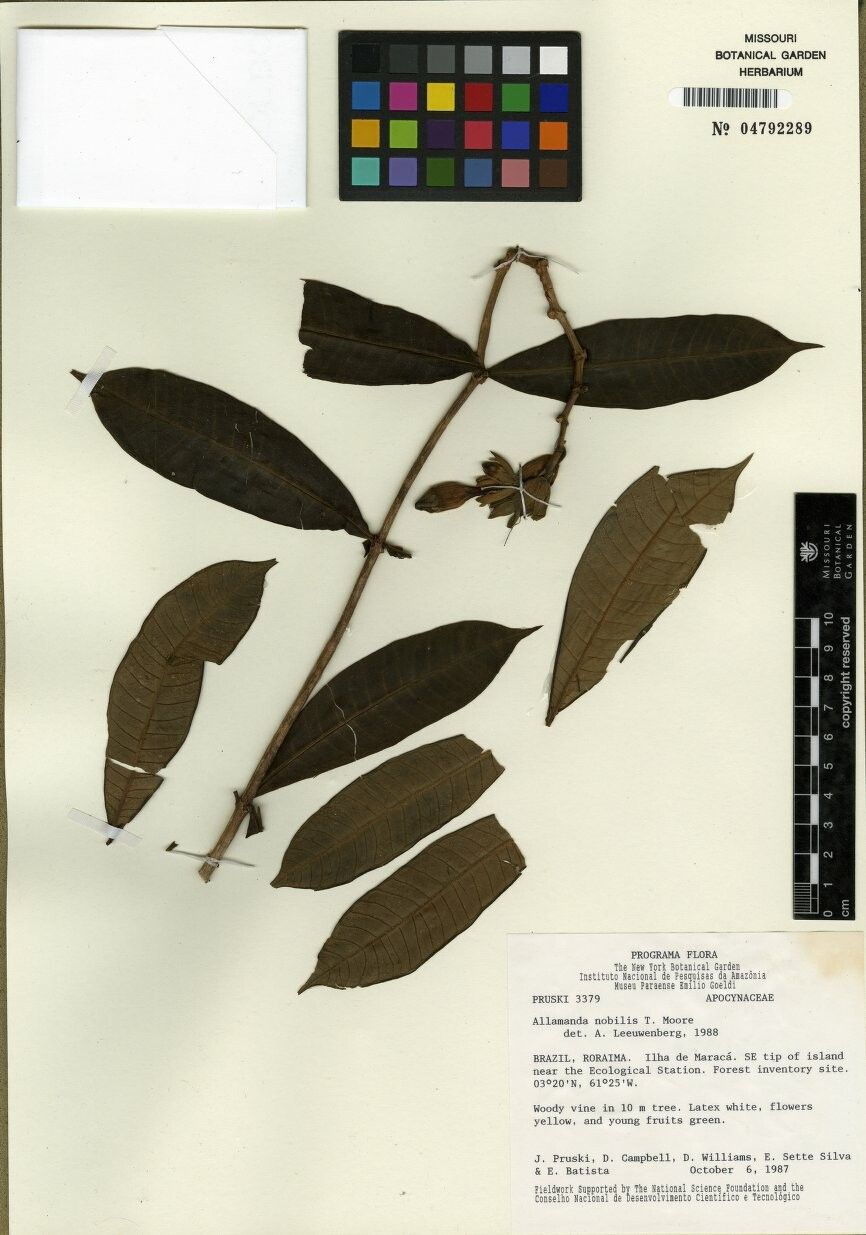 Allamanda nobilis other