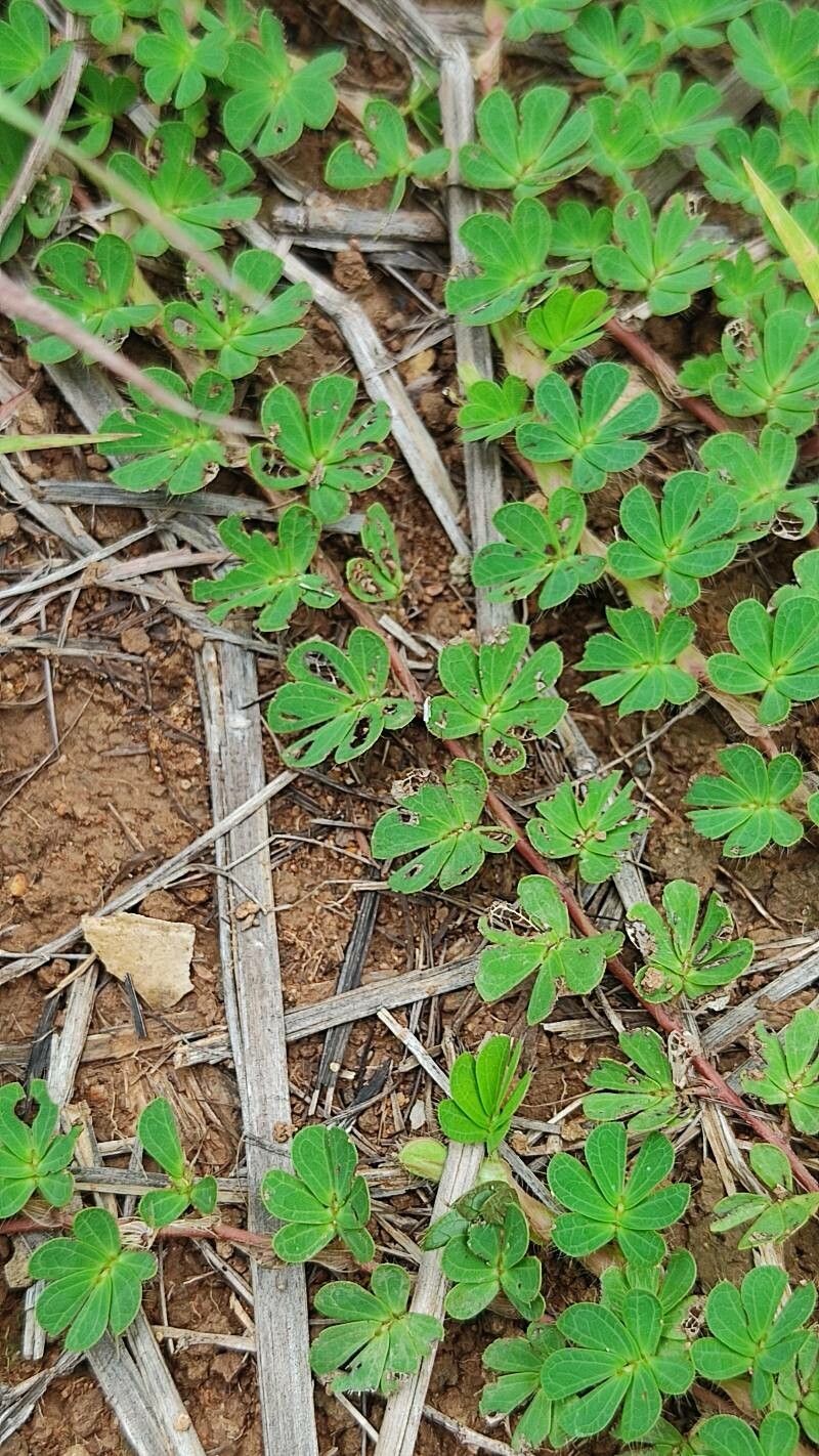 Chamaecrista kunthiana — houseplant care guide