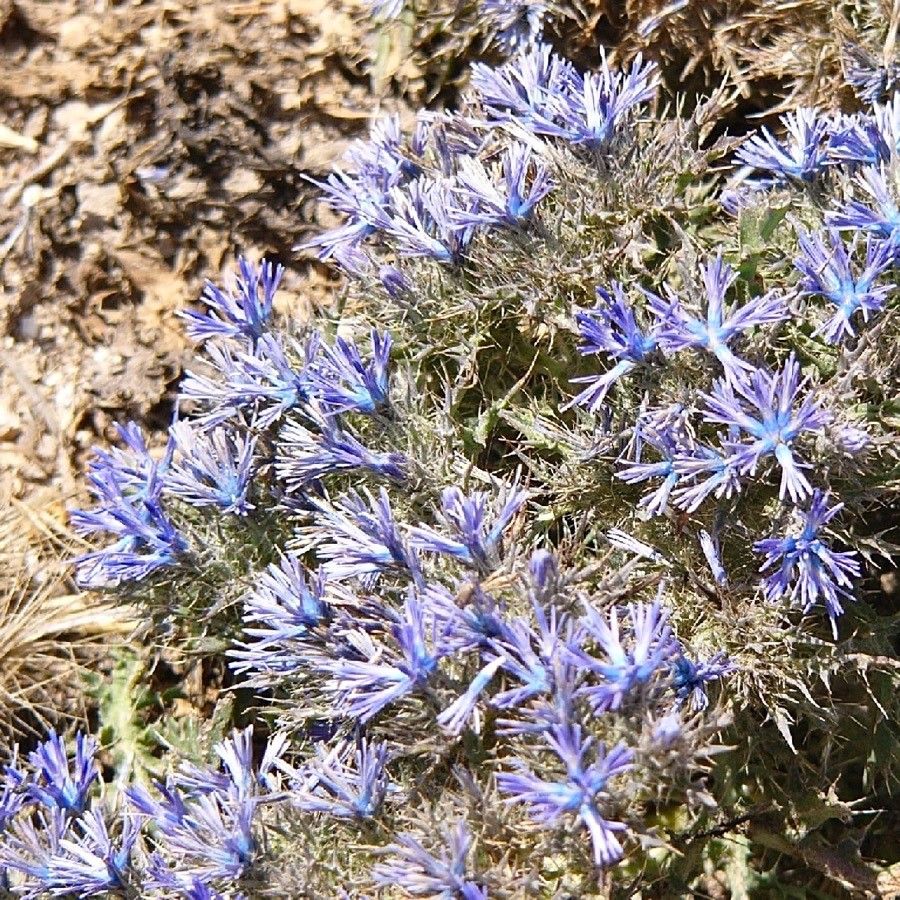 Cardopatium corymbosum flower