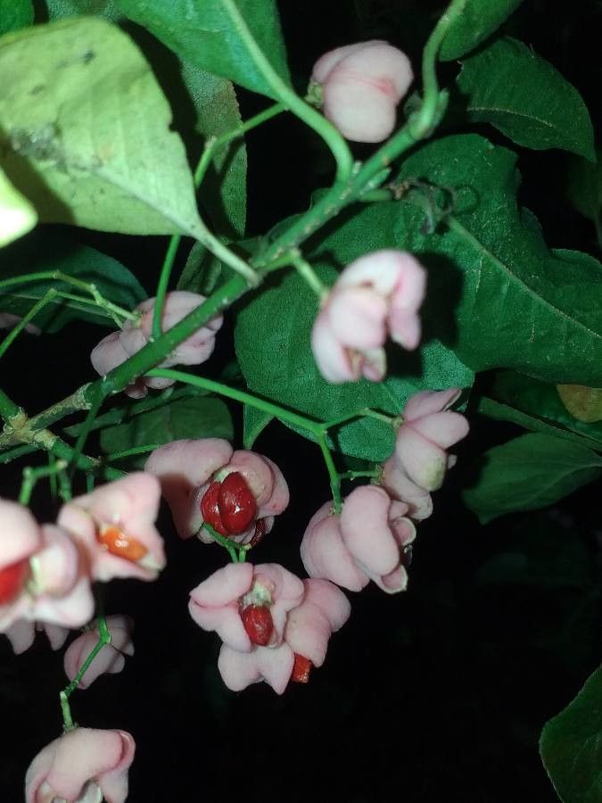 Euonymus maackii flower