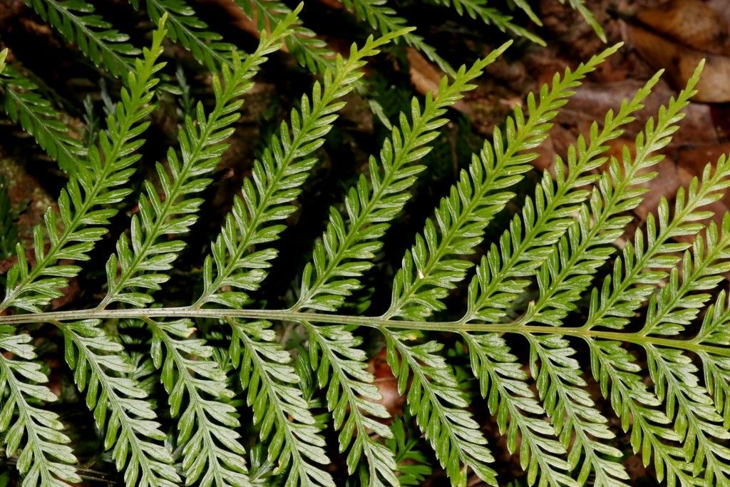 Asplenium polyphyleticum — houseplant care guide