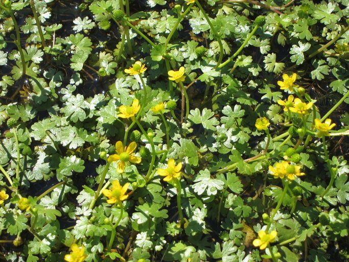 Ranunculus gmelinii habit