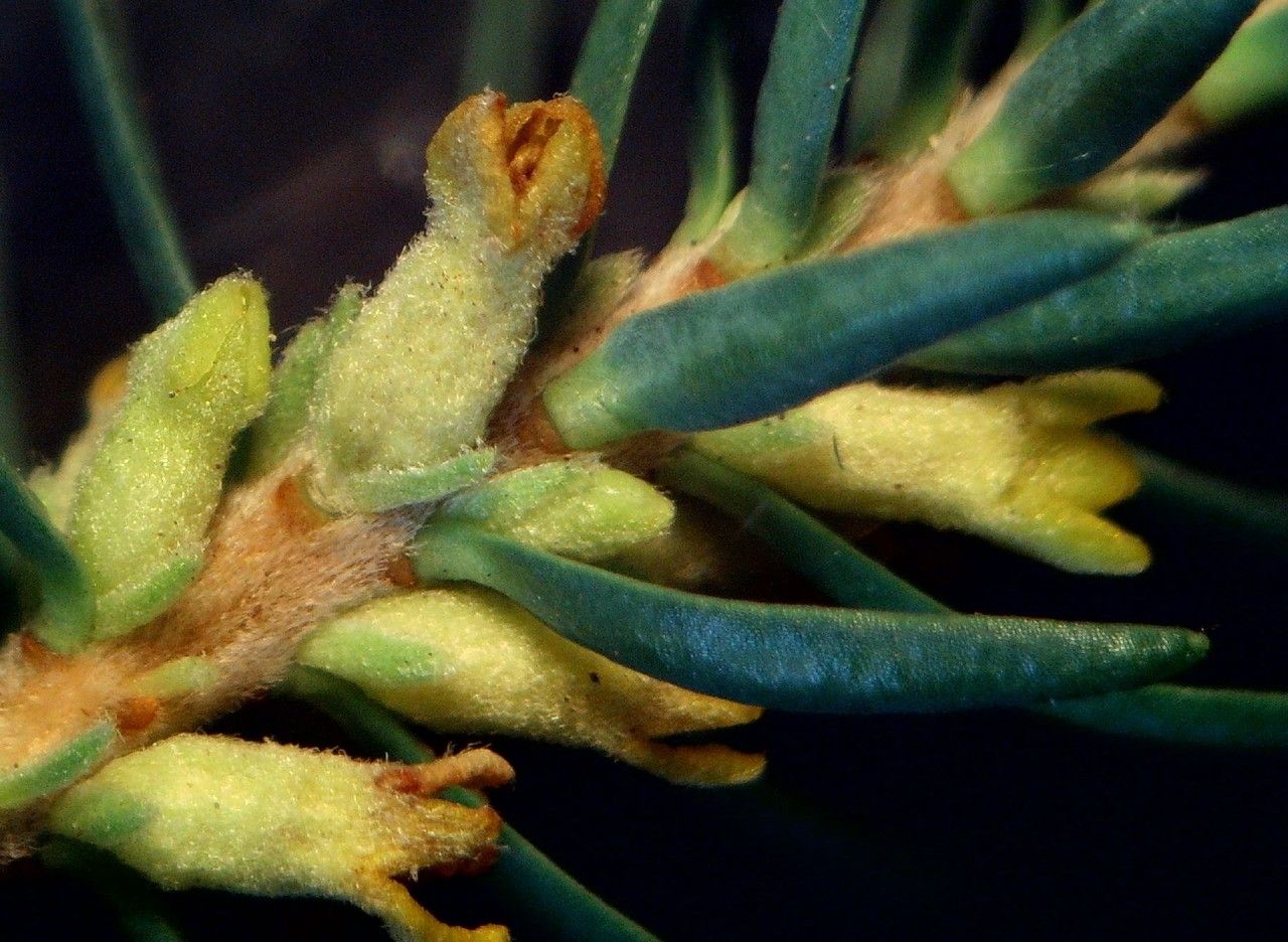 Thymelaea coridifolia flower