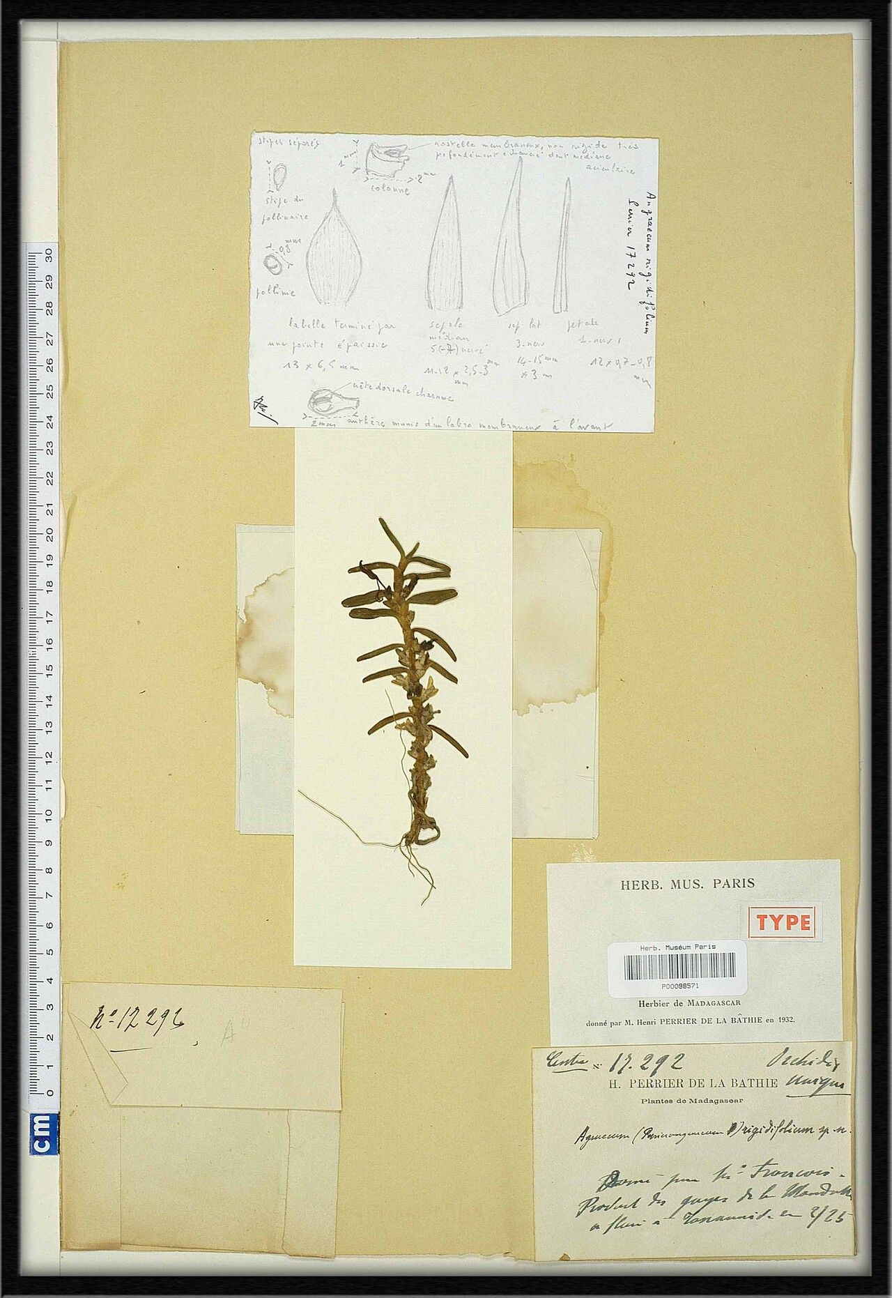 Angraecum rigidifolium — houseplant care guide