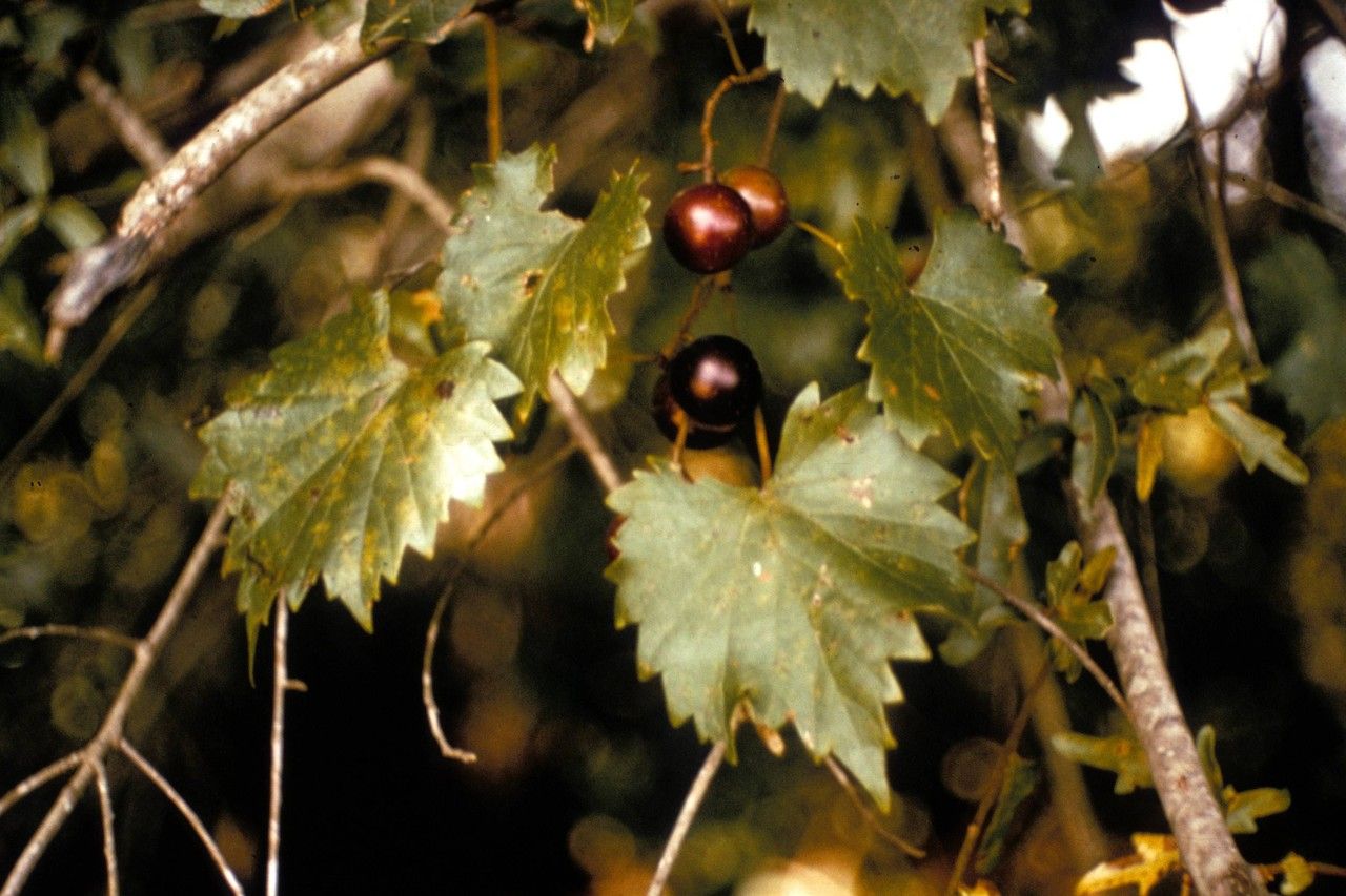 Viola rostrata fruit