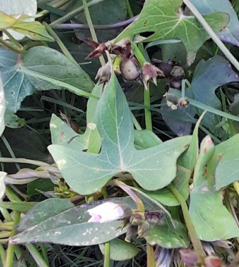 Ipomoea grandifolia — search result for 'Ipomoea'