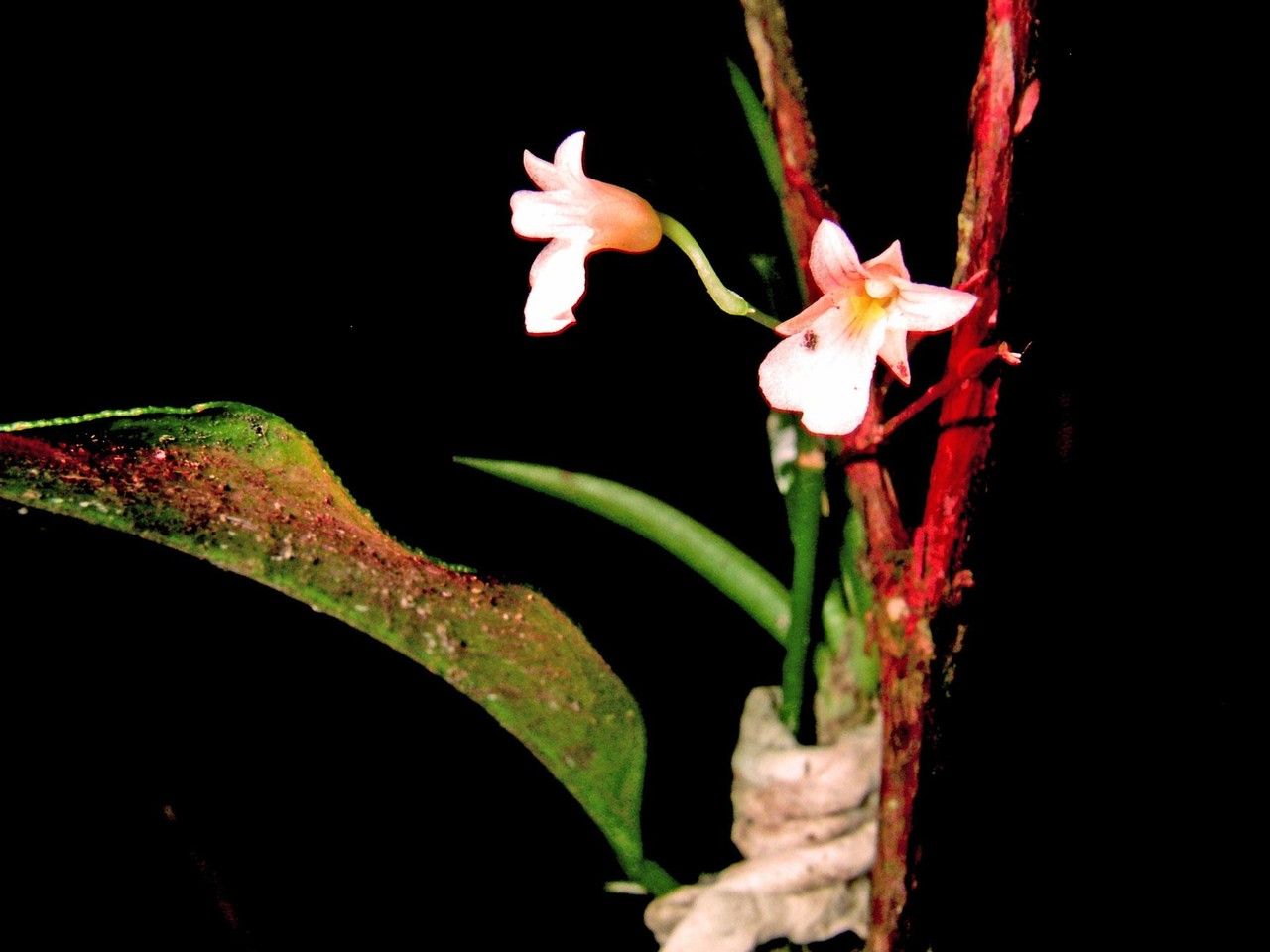 Ionopsis satyrioides bark