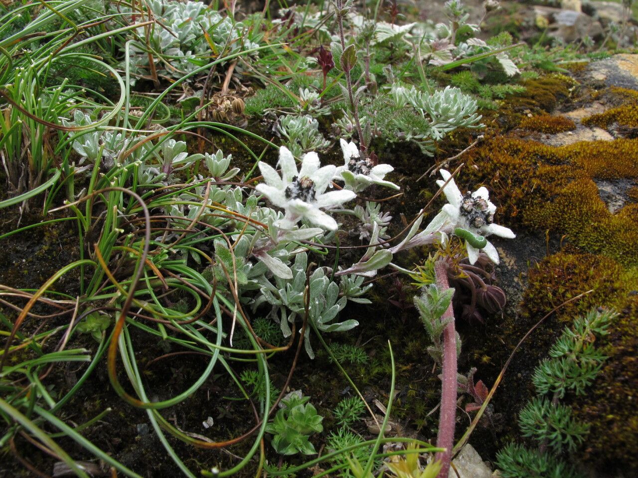 Leontopodium monocephalum — search result for 'Leontopodium'