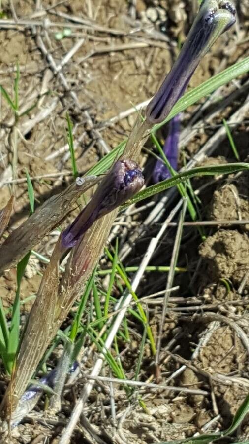Moraea sisyrinchium fruit