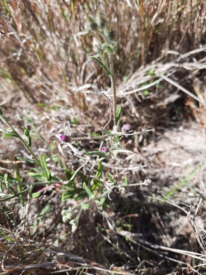 Gutenbergia rueppellii flower