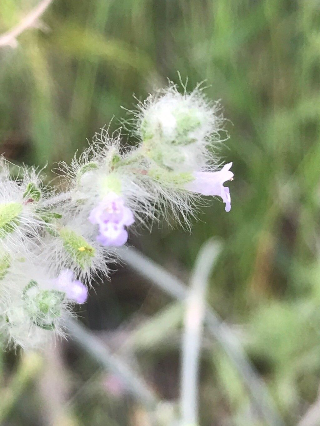 Salvia macilenta flower
