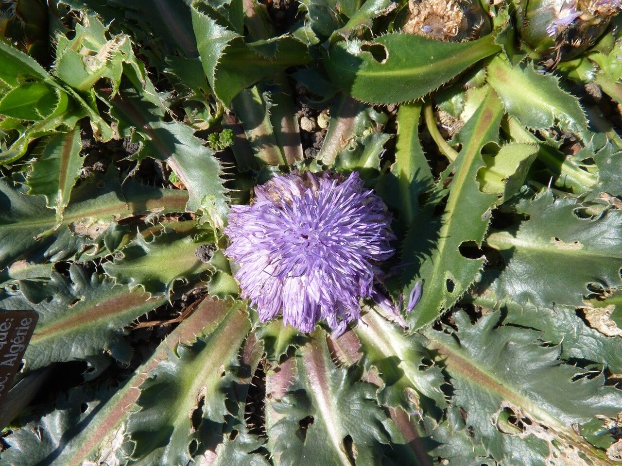 Carthamus rhaponticoides other