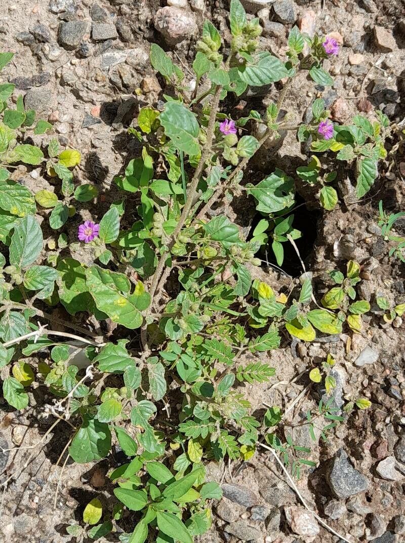 Allionia incarnata habit