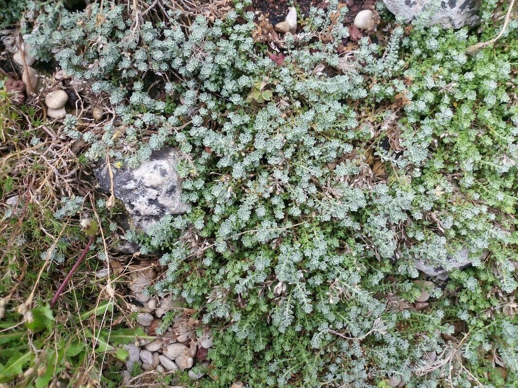 Alyssum alpestre leaf