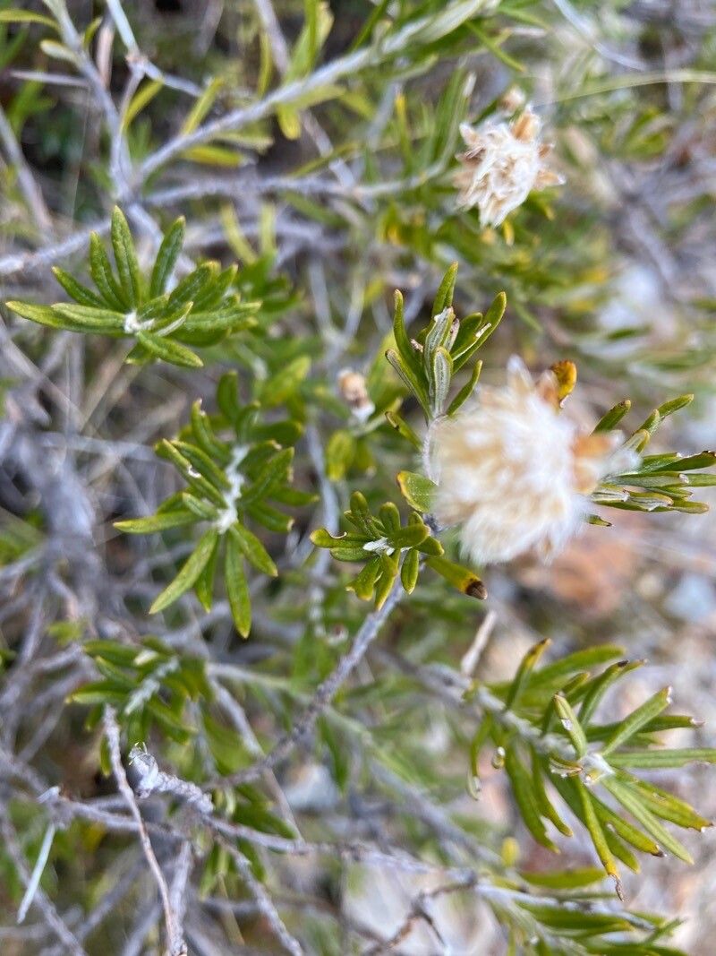 Chiliotrichum diffusum flower