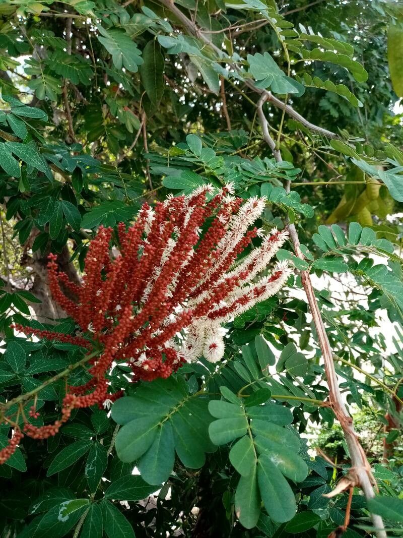 Entada polystachya — search result for 'Entada'